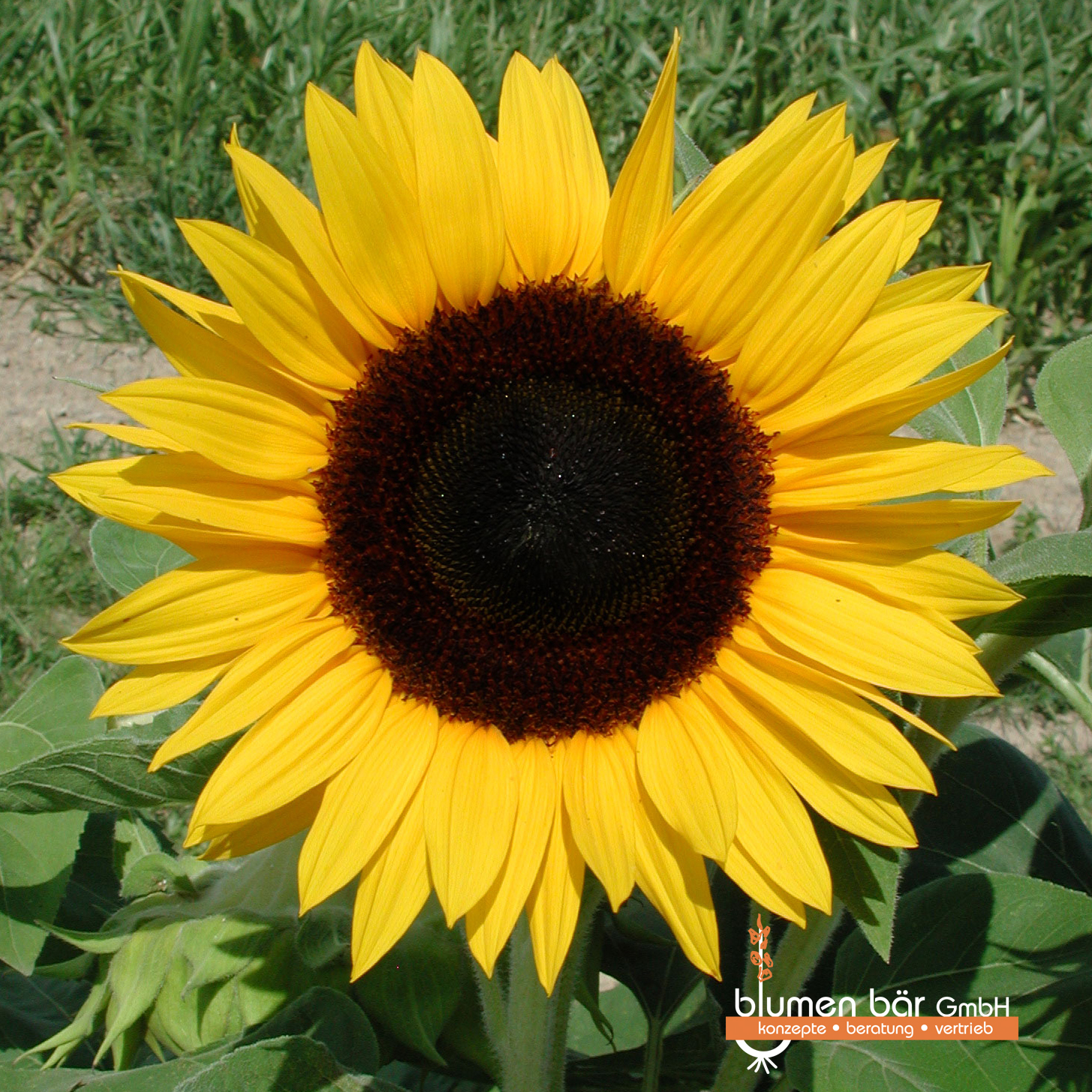 Sonnenblumen, Saatgut, Sommer, Tiffany