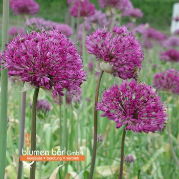 Allium Violett 10 Zwiebeln