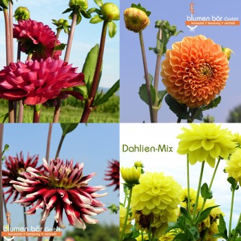 Dahlien 5 Knollen Mix