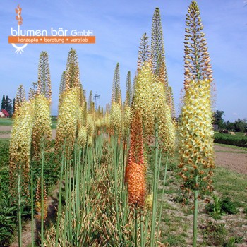 Eremurus Mix 10 Knollen