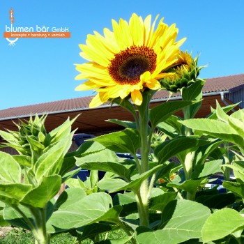 Sunrich Orange F1