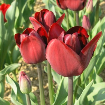 Tulpen Rot 10 Zwiebeln