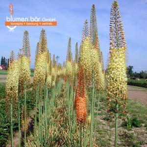 Eremurus Mix 5 Knollen