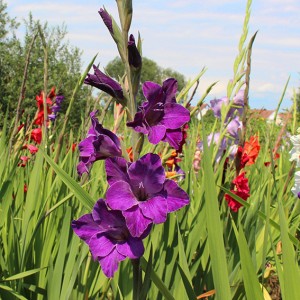 Gladiolen 50 Zwiebeln Violett