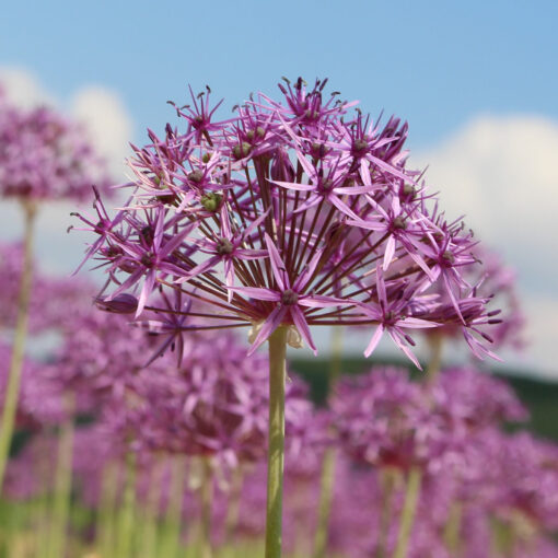 images Allium – Bild 1
