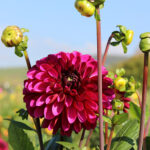 Dahlien-Mischung – Bild 2