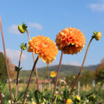 Dahlien-Mischung – Bild 3