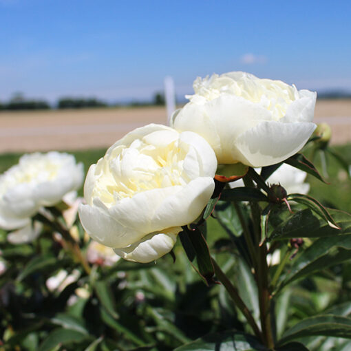 Pfingstrose Duchesse de Nemours – Bild 1