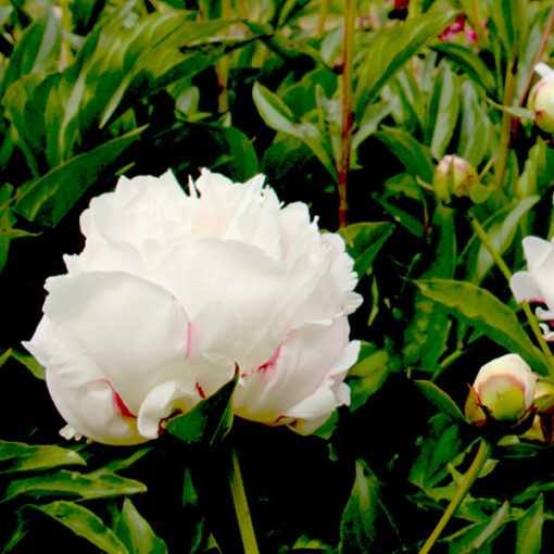 images Pfingstrose Immaculee – Bild 1