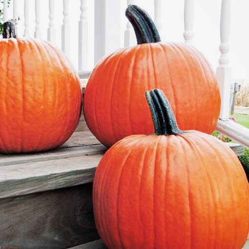 Halloweenkürbis Gold Medal F1 – Bild 1