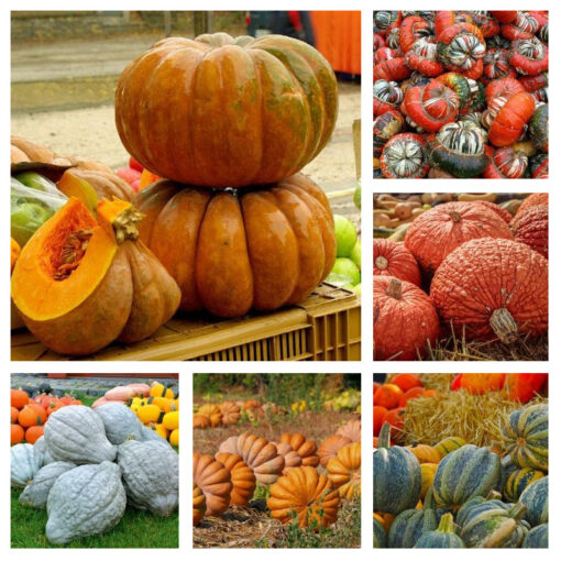 Zierkürbis großfrüchtige Mischung – Bild 1