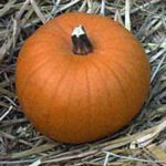 Halloweenkürbis Spookie – Bild 2