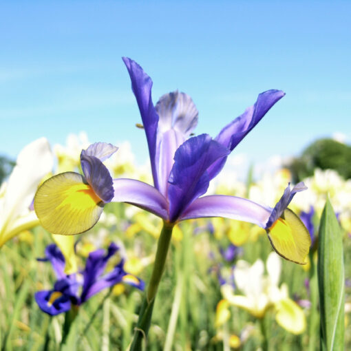 images Iris-Mischung – Bild 1