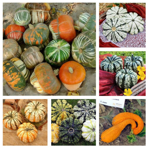 images Zierkürbis mittelgroße Mischung – Bild 1