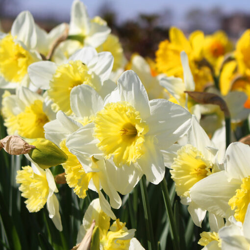 Narzissen – Bild 3