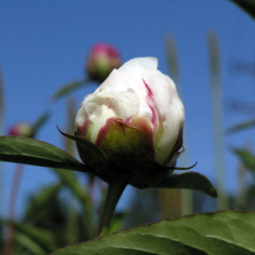 Pfingstrose Shirley Temple – Bild 1