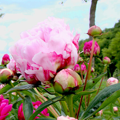 Pfingstrose Sarah Bernhardt – Bild 1