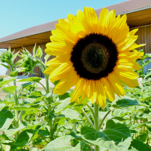 Tourmandine F1 – Bild 1