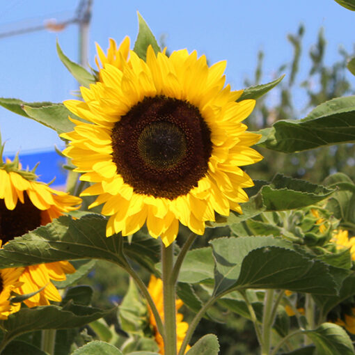 images Sunrich Lemon F1 – Bild 1