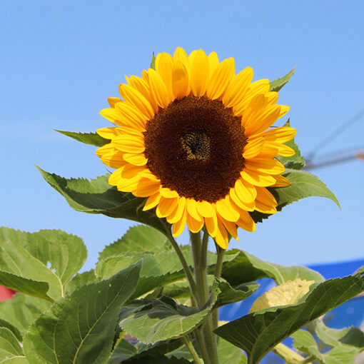 Tiffany F1 – Bild 1