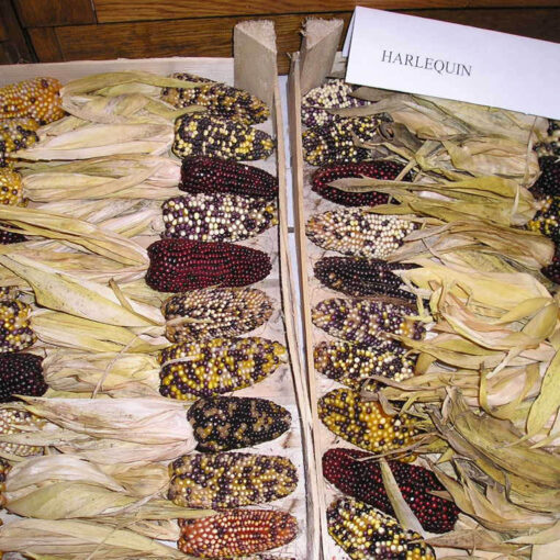 images Ziermais Baby Corn - Harlequin Mix – Bild 1